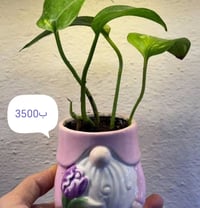 توصيل مجاني • مناطق قريبة • ديكور وجنينة