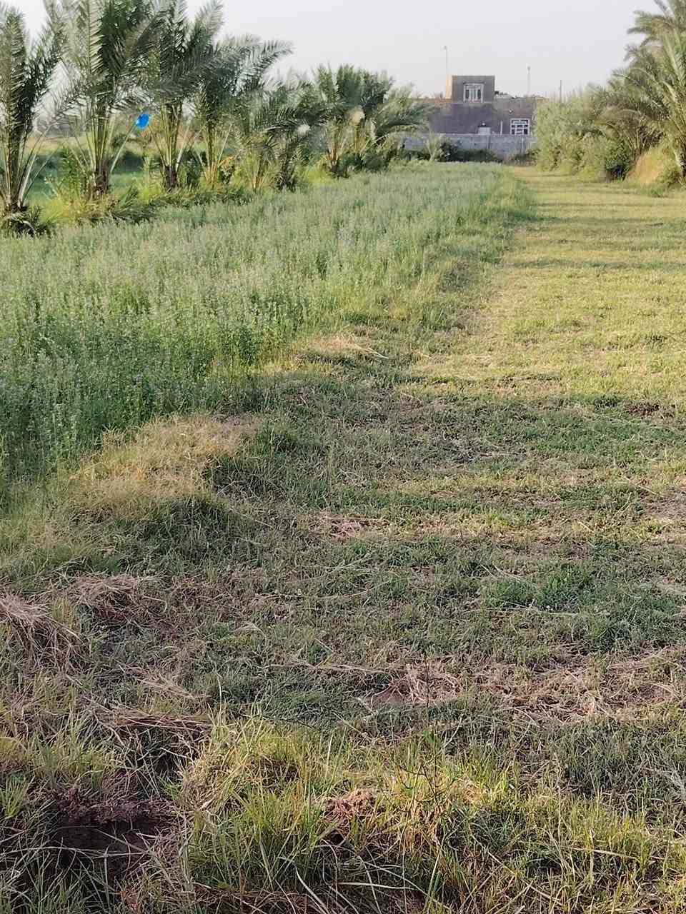 سلام عليكم يوجد دونم البيع توجد فيها كل خدمات ماء كهرباء وتبليط عنوان طريق حله بغداد منطقه فنديه جنس زراعي سند ٢٥ سعر 110. اتصل ***********
