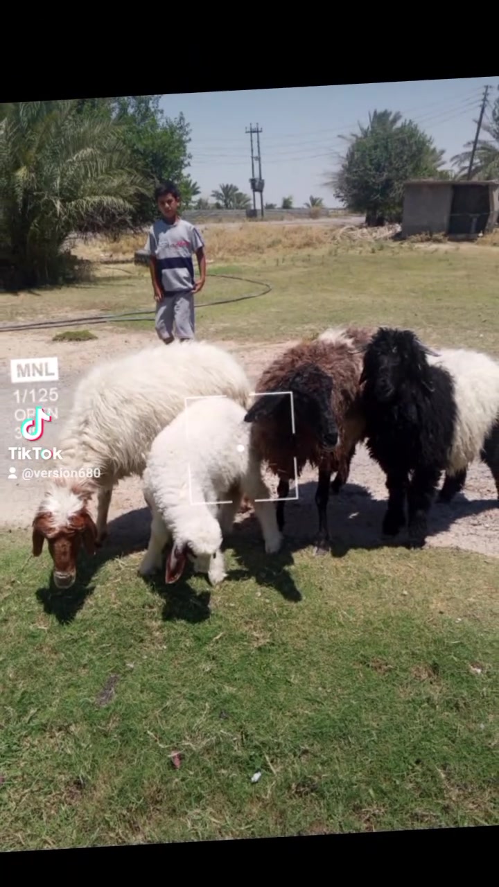 اللهم صل على محمد وال محمد متاح حلال مطافيل اثنين  وحده وراها فحل واحده وراها فطيمه فوق ابنها عشاره بكان بغداد المشاهده توصيل.  ماكو خابر شراي تدلل رقم الموبايل.  ***********
