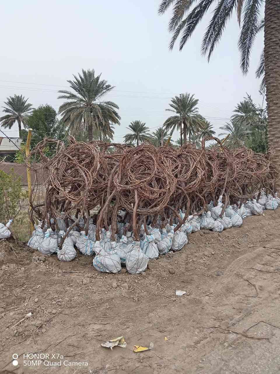 السلام عليكم يتوفر شتلات عنب للبيع جمله ومفرد النوع
حلواني
فرنسي
شده عراقيه
رئاسي
شده تركيه للاستفسار ***********
العنوان حله سياحي
