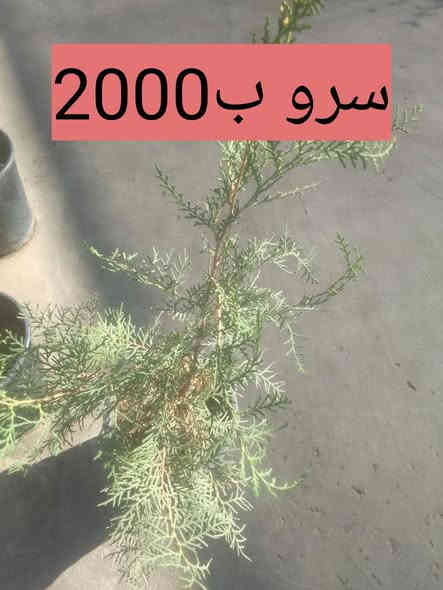 مجموعة من النباتات الشمسية والضلية .. بيع بالتوصيل فقط بعض مناطق بغداد .. الطلب راسلونا على  الخاص..او مراسلة واتس اب ***********
