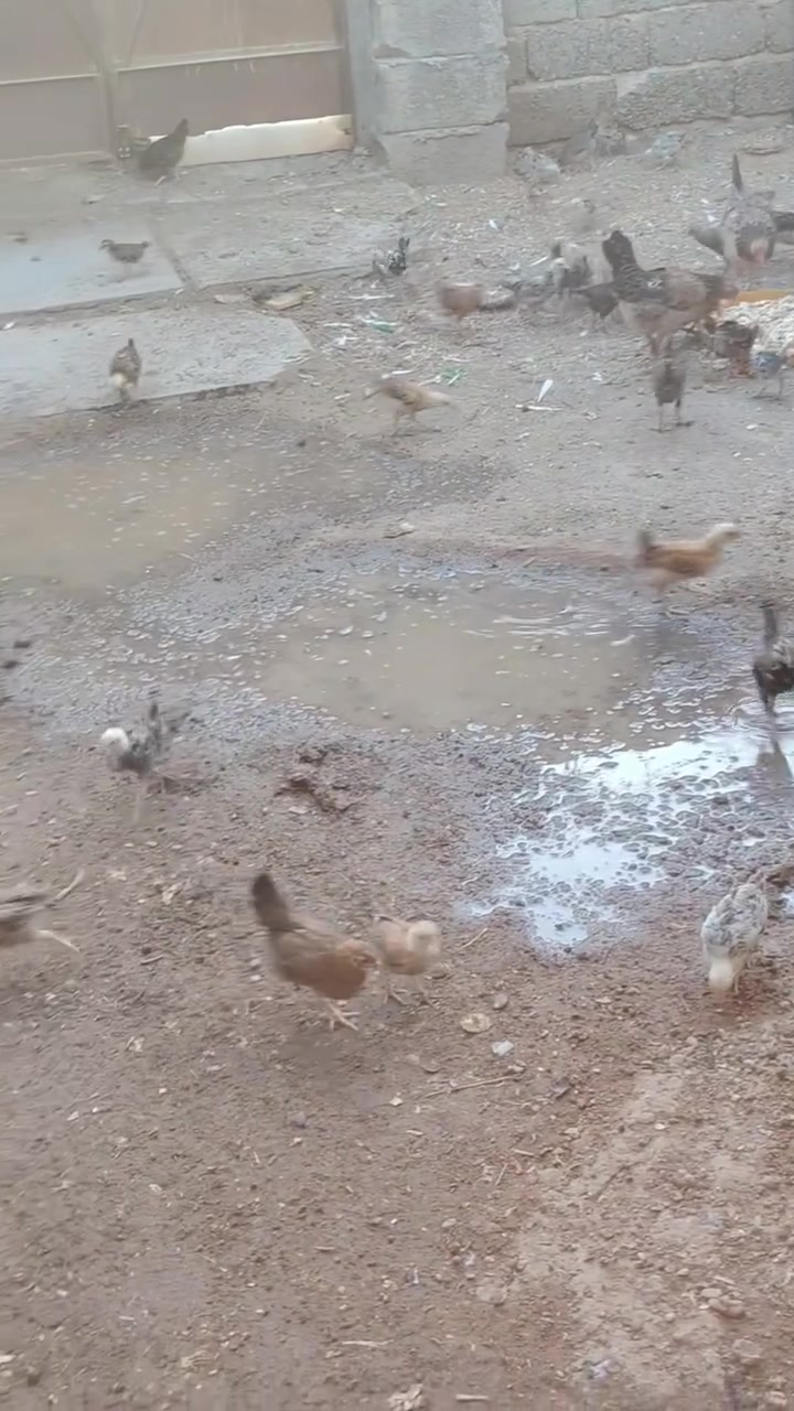 اللهم صلي على محمد واله محمد متاح افراخ كويتي خبط عمر شهرين ونص دندراوي فري وكحلي ومطوك وشمسي سعر تك ب٤ الف كميه بيه مجال انشالله دجاج كله مفسر دجاجه والديج دجاج صحه ونشاط وخير من الله ماخذ جميع كورس لقاحات والفيتامينات مكاني بلد صلاح الدين للاتصال ***********
