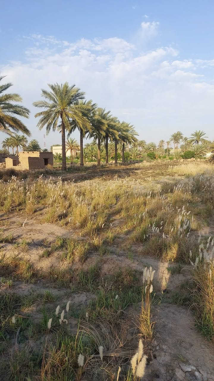 سلام عليكم البيع ٤ دوانم طابو زراعي سند ٢٥ تحويل مباشر ماء اساله كهرباء طريق سبيس في منطقه الغليس خلف معمل غاز حله علا طريق ديوانيه الاتصال بنا ***********او 
***********حله مكتب عقار الاصدقاء بإدارة ابو وليد
