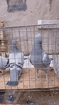 متاح... ثلاثه زواجل فحل احفاد شهايد الطويرني كوب مان..... وجيني هولندي...