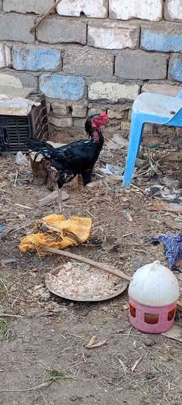 السلام عليكم 
ديج هراتي للبيع السعر 45 بيهه مجال 
المكان القاسم 
***********
