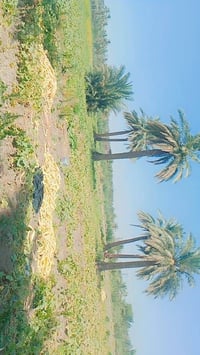 بذور خيار عطروزي درجة اولى متعهد للاستفسار الاتصال 07816221955