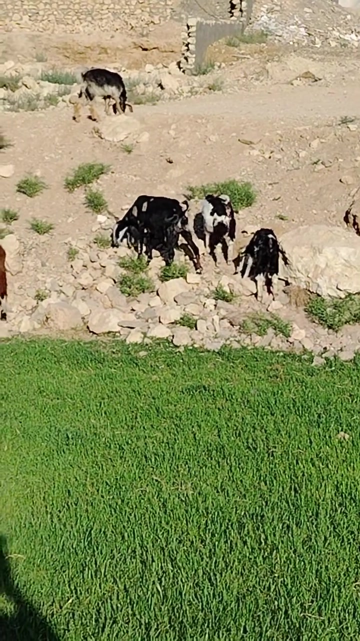متاح عنز ام توم أفغانيه وراها توم جدايه كبار عنز ام ثالث شرط نصاح وحانيه ع تيس هم أفغاني ظرعها جيس ما شاء الله مال جنيه سعر ٥٢٥ وبيها مجال قليل مكانه بروانه رقم *********** خاص مفتوح
