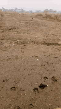 طابو زراعي • ١٣٠٠م • السدير