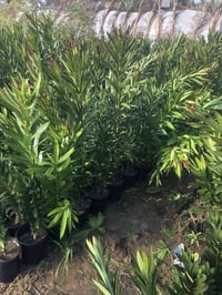 دفلة بيضاء • ألوان • أبو سميج