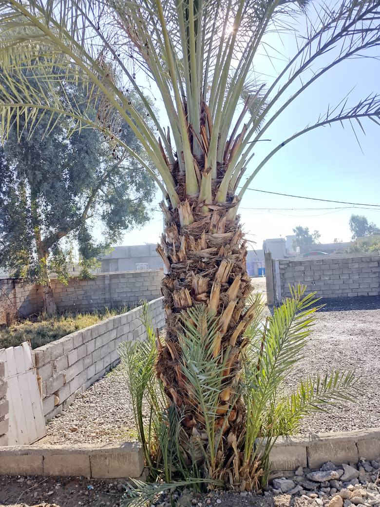 نخله مل تمر للبيع أنثى ***********
