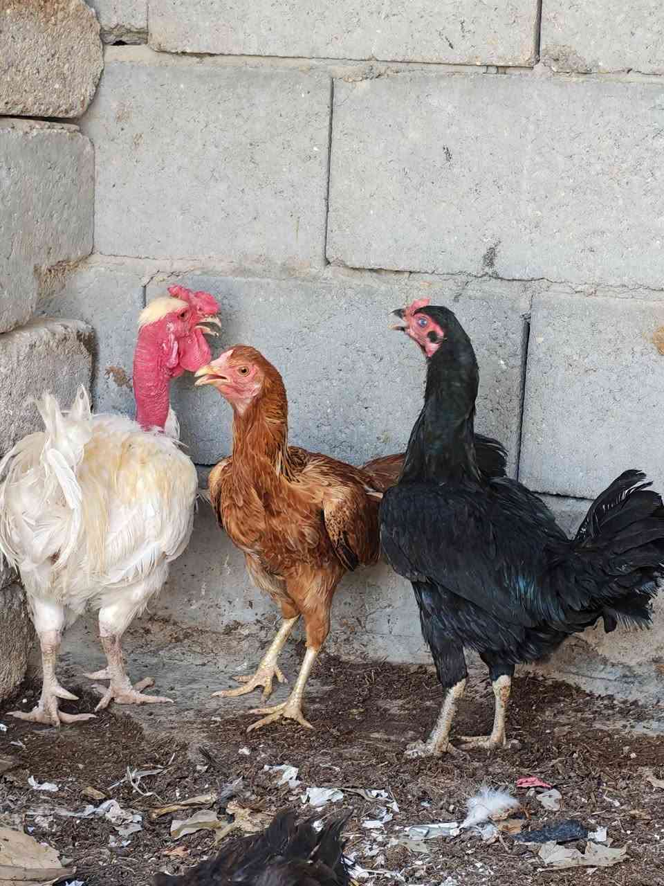 للبيع بسعر 50 المكان القرنه حي سلام


**إذا كنت صاحب هذا الإعلان وتريد حذفه لأي سبب، رجاءا أرسل رسالة إلى الدعم الفني**