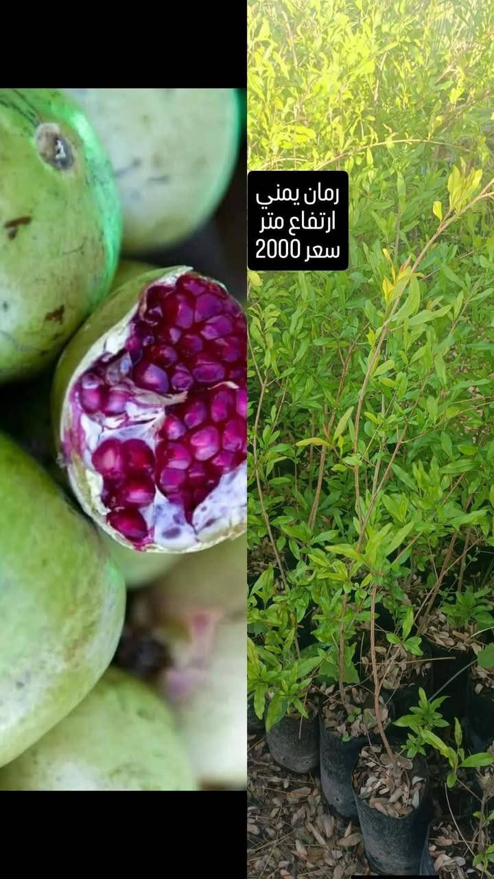 توفر يم مشتلنا رمان انواع
موجود توصيل محافظات 
الرقم ***********
العنوان   الحله مدخل ناحية النيل القديم من جهة الدولي قبل السيطره 
#مشتل #نباتات
