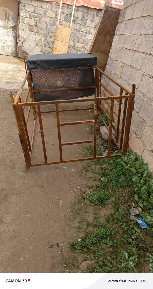 محجل وقمريه للبيع الشراي يخبرني ‏‪***********‬‏ ‏‪***********‬‏
