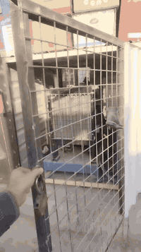 مولد مستخدمه شهر متروكه   بعد بل ضمان الف ساعه ٣٨كيفي  تصرف كاز بل ساع...