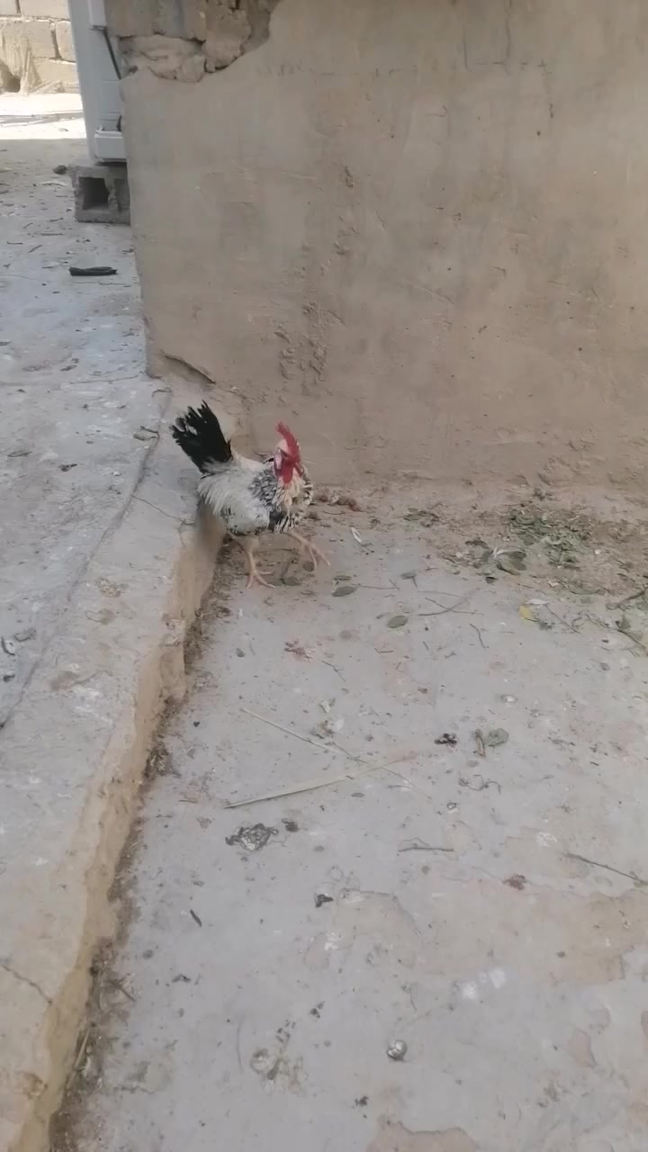 سلام عليكم يوجد لدينا البيع بيض دجاج عرب العدد طبقه ونص رايدهن انا بخدمات مكان البصره الحيانيه وسعر على الخاص هذا رقمي *********** بي وأساب
