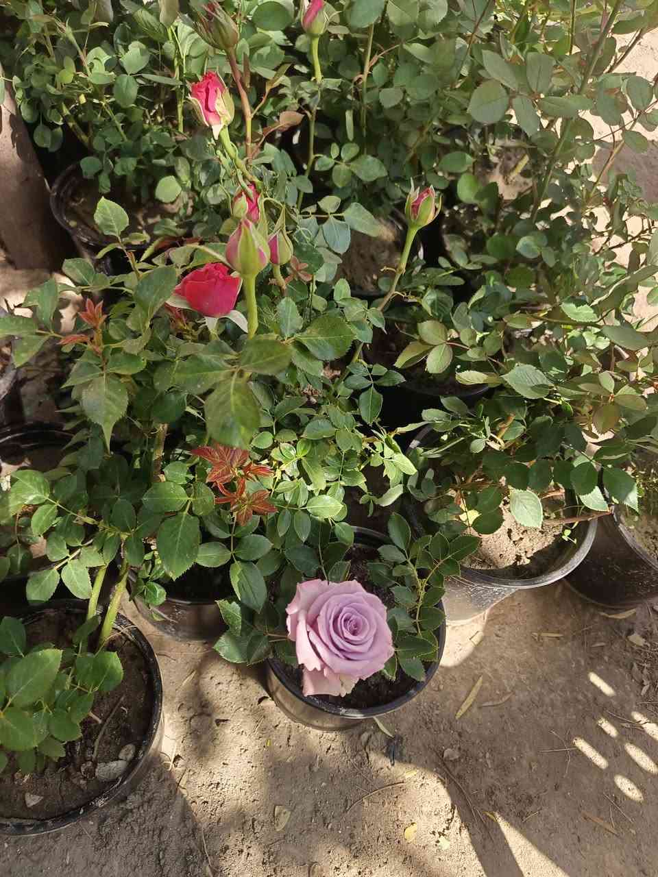 يا الله ورد سلطاني عراقي عطر فواح 
سعر 2500 الكميه قليله كلش
ورد الوان الفين دينار
متوفر توصيل داخل وخارج المسيب


**إذا كنت صاحب هذا الإعلان وتريد حذفه لأي سبب، رجاءا أرسل رسالة إلى الدعم الفني**