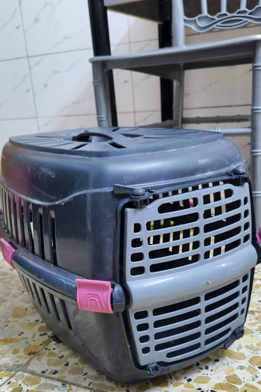 نوعيه هذا الذكر سكوش عمره 9 اشهر هادي ومتعلم ؏ التر بوكس ونضيف ويا كل مستلزماتهه واكل ، سعر 70 وبي مجال ، مكان بغداد الحريه الثالثة


**إذا كنت صاحب هذا الإعلان وتريد حذفه لأي سبب، رجاءا أرسل رسالة إلى الدعم الفني**