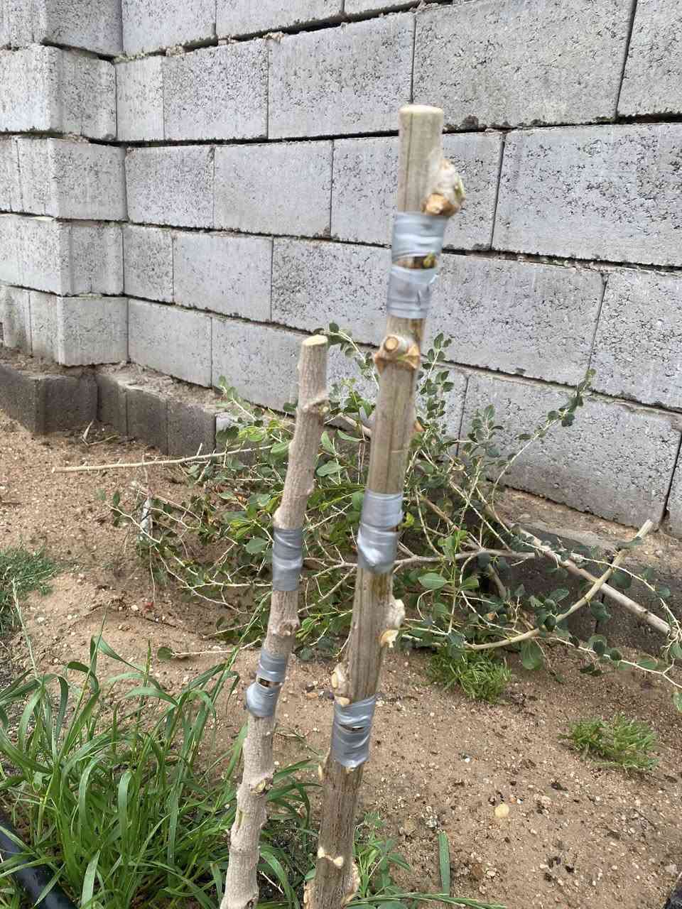 تحية طيبة

مع حلول موسم تطعيم (تركيب)أشجار السدر مستعدون لتركيب

كافه انواع السدر كبار وصغار( اقلام وعيون )

ويتوفر لدينا كافة أنواع النبگ

داخل البصرة للتواصل وواتساب 

 ***********
