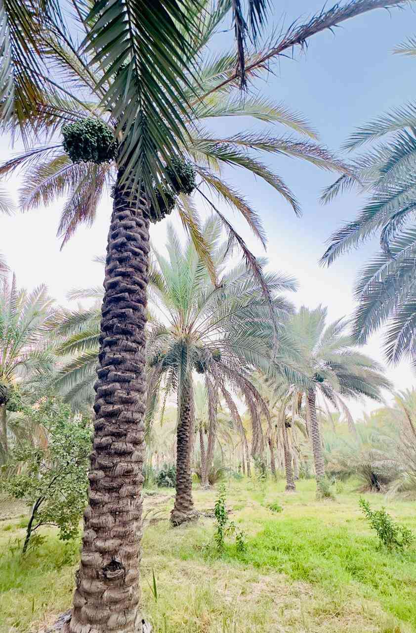 بستان 2000 متر مسيج طابو زراعي سند 25 على طريق بغداد كربلاء عامود 301 تبعد عن الشارع العام 800 مترمتوفره ماء وكهرباء ومولد بيها بتلو مساحه 250 متر للتفاصيل واتساب ***********
