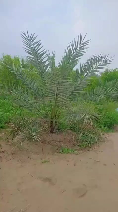 هذا البرحي النسيجي أثمر بعمر ثلاث سنوات بالأرض ...
يتوفر لدينا فسائل البرحي النسيجي مختلفة الأحجام 
مشتل الطائف للنخيل النسيجي والمحلي كربلاء شارع الإبراهيمية 
***********
***********
