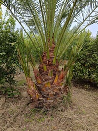 جوزي أحمر • ٥ قطع • واسط عزيزيه