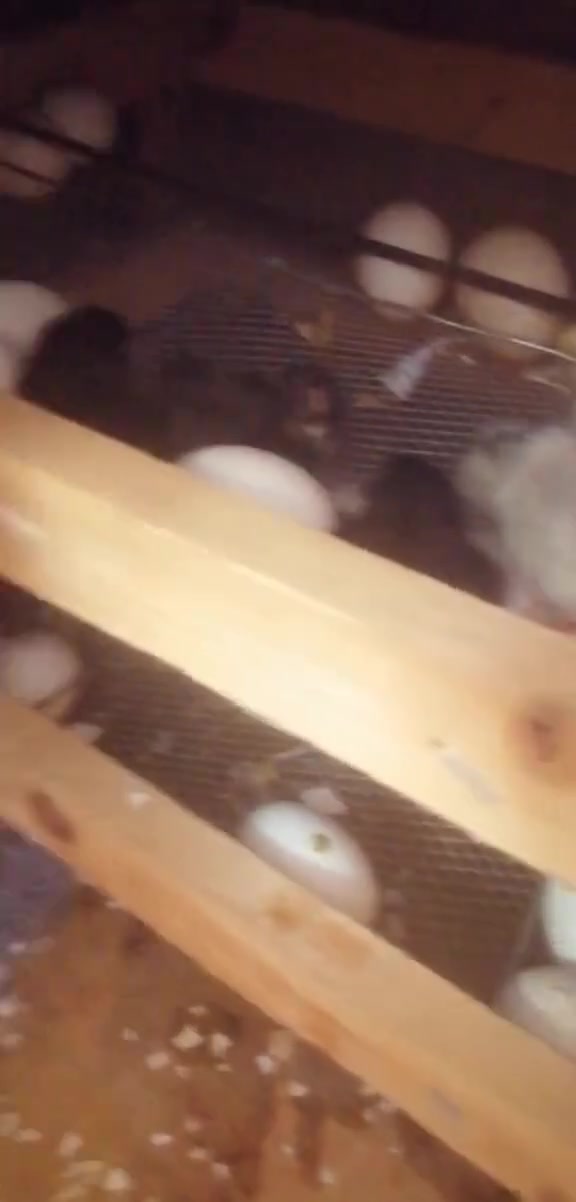 السلام عليكم ورحمة الله :
#متاح مفقس عمل من تصنيعي الخاص بي. 
#سعة 90 بيضه 🥚 وشرط التفقيس اذا البيض مضمون. 
#نضام تقليب يدوي خارجي بدون لمس البيض. 
#سعر  100 الف.
#المكان عنٰه لايوجد توصيل 🌹


**إذا كنت صاحب هذا الإعلان وتريد حذفه لأي سبب، رجاءا أرسل رسالة إلى الدعم الفني**