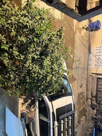 حي تونس زراعي • ٧٥م • للإيجار/للبيع