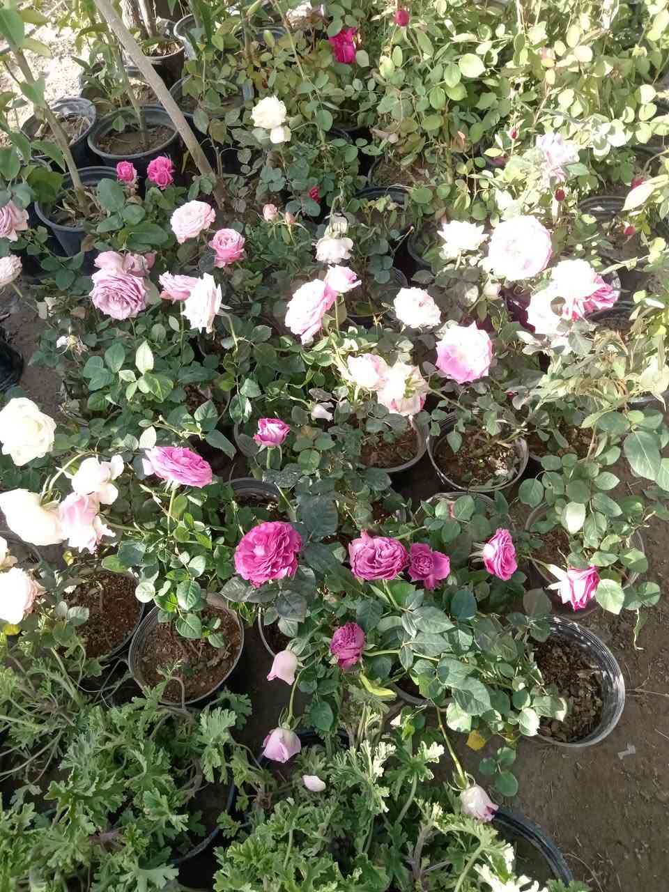 السلام عليكم.. مسواك جديد مشتل القادسيه الشارع العام.. ***********
