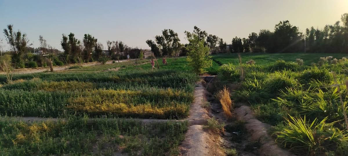 السلام عليكم مزرعه للبيع دونمين ونص عقد 35 على طريق يا علي في النجف عمود 350مزروعه وبيه 45 نخله وبيه سدر8 وبيه غرفه طوله 12متر وعرضه 6متر وغرفه ثانيه 4*4
وبيه بير وخدمات ماء وكهرباء خطين يعني الكهرباء متطفي وتبعد عن الشارع العام مال كربلا 120متر. 

***********

السلام عليكم مزرعه للبيع دونمين ونص عقد 35 على طريق يا علي في النجف عمود 350مزروعه وبيه 45 نخله وبيه سدر8 وبيه غرفه طوله 12متر وعرضه 6متر وغرفه ثانيه 4*4
وبيه بير وخدمات ماء وكهرباء خطين يعني الكهرباء متطفي وتبعد عن الشارع العام مال كربلا 120متر. 

***********
السلام عليكم مزرعه للبيع دونمين ونص عقد 35 على طريق يا علي في النجف عمود 350مزروعه وبيه 45 نخله وبيه سدر8 وبيه غرفه طوله 12متر وعرضه 6متر وغرفه ثانيه 4*4

