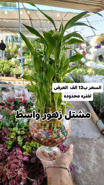 عرض عصى موسى ام 15 مع الدورق سويناها ب12 الف توصيل داخل الكوت فقط
يفتح المشتل طيله ايام الاسبوع من الساعه 8:00 صباحا والى الساعه 9:00 ليلآ
#مشتل_زهور_واسط العنوان كوت فلكه الحاوي شارع مجمع دمشق الطبي مقابل ابتدائية الكوت للتعليم الأساسي #يوجد_توصيل_داخل_الكوت
*********** لطلب والاستفسار واتساب  او مراسله الصفحه الشخصيه بلال الواسطي🌹😊
