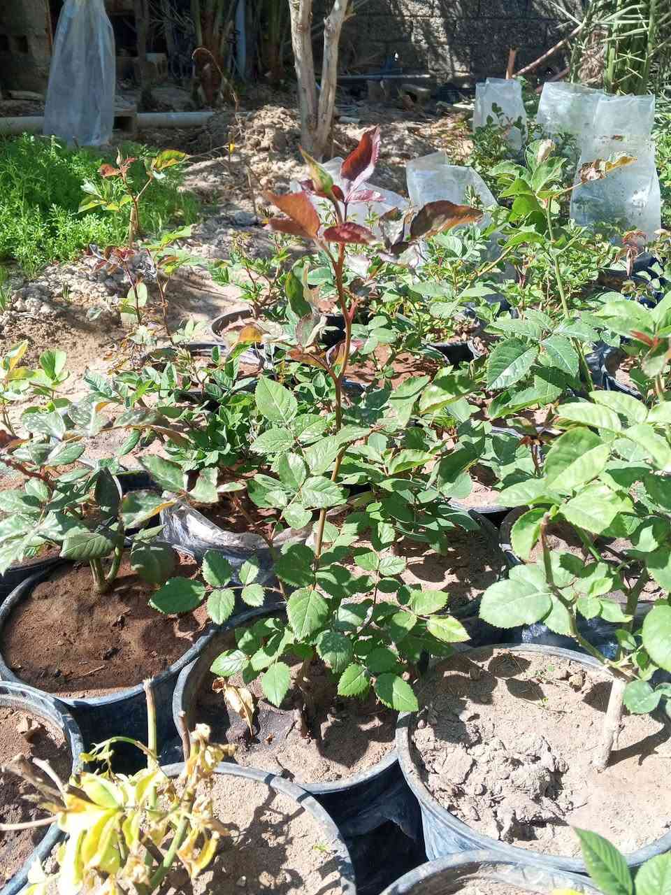 يتوفر شتلات ورد جوري
يتوفر شتلات ورد جوري سعر 3شتلات 5.000الف
توصيل مجاني داخل بلدروز


**إذا كنت صاحب هذا الإعلان وتريد حذفه لأي سبب، رجاءا أرسل رسالة إلى الدعم الفني**