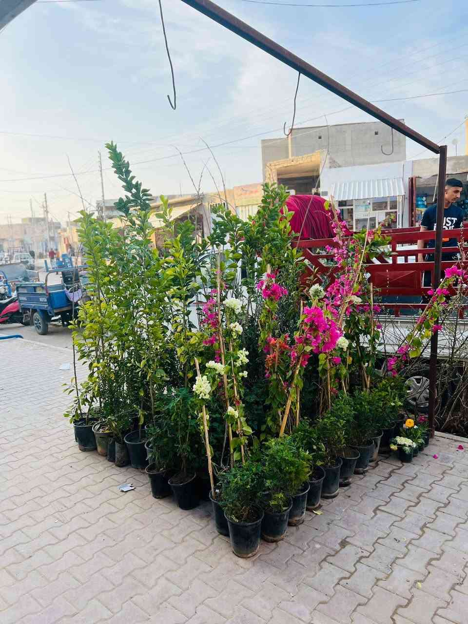 على بركة الله تم توفير جميع انواع الاشجار المثمره والحمضيات والثيل الهندي ( تين .رمان.تكي عادي. تكي مطعم مشمش. تفاح شرابي. تفاح ابراهيمي .برتقال. رارنج. لالنكي. نومي ) مع توفر خدمة توصيل مجاني وبأنسب الاسعار. المكان كراج الفراحنه قرب صيدلية حجي سعيد منگاش


**إذا كنت صاحب هذا الإعلان وتريد حذفه لأي سبب، رجاءا أرسل رسالة إلى الدعم الفني**