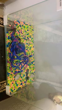 حوض سمك • ماطور • كرمة علي