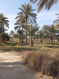 بل گناطر • گاع • ٣ دوانم