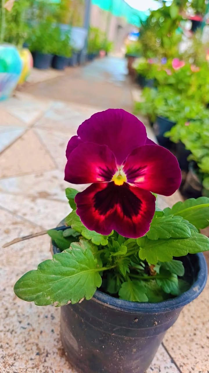 السلام عليكم ورد طبيعي على الف توصيل موجود


**إذا كنت صاحب هذا الإعلان وتريد حذفه لأي سبب، رجاءا أرسل رسالة إلى الدعم الفني**