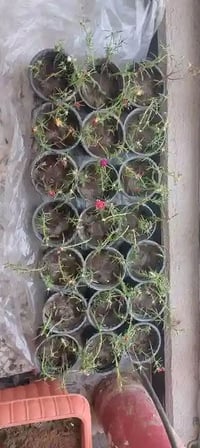ورد الصباح العراقي • دائم • سندانه ١٢