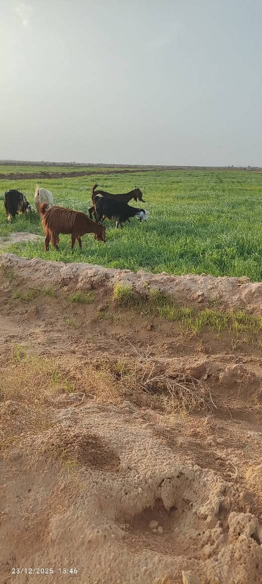 سلام عليكم ارض زراعيه ٩٠ دونم للبيع جاير جتل للموسم مع العلم السكي لنهايت الموسم عليه ووياها طن ونص سماد للاستفسار اكثر اتصل على الرقم ***********
