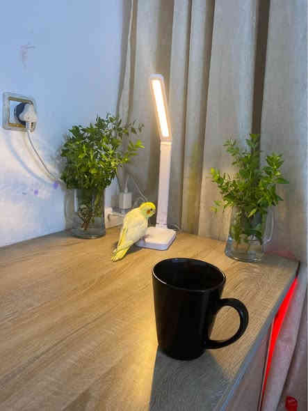 مكتب دراسي للبيع 
الحجم : الطول متر ونص.   العرض نص متر 
الملحقات :كرسي 
هديه : تيب لانك ضوء 
ملحقات: نشره داخلي بلون لاحمر 
استخدام موسم دراسي نضيف 90%
العنوان : ميسان (العماره) العرضات
السعر : 225 الف 
رقم الهاتف : ***********
متوفر واتسات عمارة
