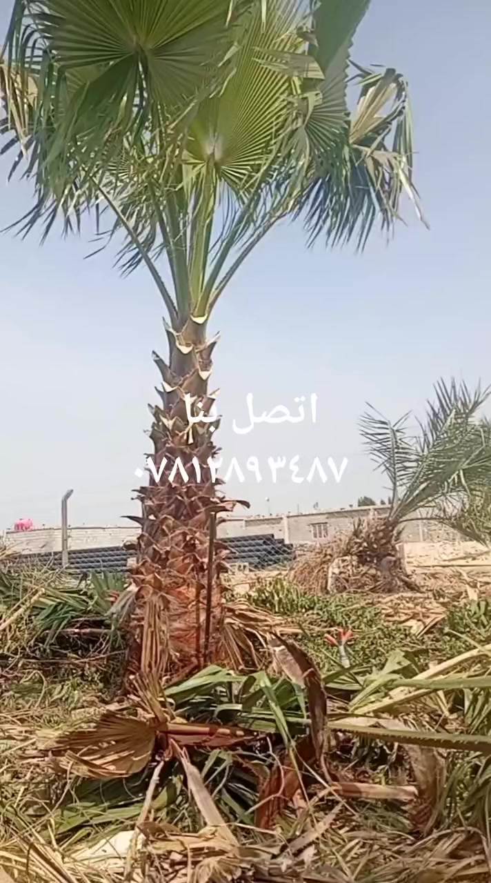 اتصل بنا ***********
