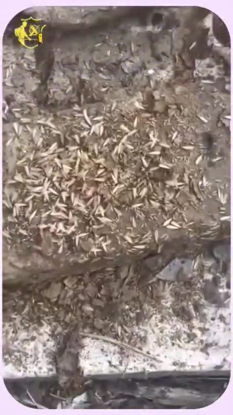 عندك بيت حديث وحاير شنو ترش من مبيدات ؟ عندك ارضة ابيتك ومدتنفع وياها الحلول التقليدية ؟ ويه مكتب علي لمكافحة حشرة الارضه وجميع انواع الحشرات والقوارض لدينا كوادر هندسية مختصة للكشف عن مستعمرات حشرة الارضة وتحديد اماكن تواجدها بدقة عالية بأستخدام جهاز سونار حديث للكشف عن حشرة الارضه وتحديد حجم الاصابه ومصدره مع ضمان لمدة خمس سنوات . كما يتوفر لدينا جميع انواع المبيدات الحشريه والقوارض وجميع انواع المبيدات الارضه اصلية ومن مناشيء عالمية معتمدة . نعمل بجميع مناطق محافظة البصره والاقضية والنواحي وجميع انحاء العراق . مستعدون لتقديم خدماتنا للدوائر والمشئات الحومية والقطاع الخاص والمجمعات السكنية والفنادق واامستشفيات  . العنوان البصره المعقل  مقابل محطة بومبو للمزيد من المعلومات او الاتصال على الرقم التالي 
***********
اشاره متابعين(ابرز المعجبين )@
