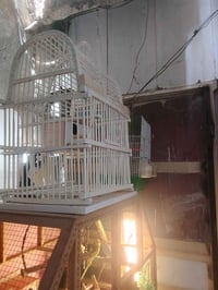 قفص بلبل جديد للبيع اللون ابيض خشب وقفص حديد مال طير حب للبيع جديد الا...