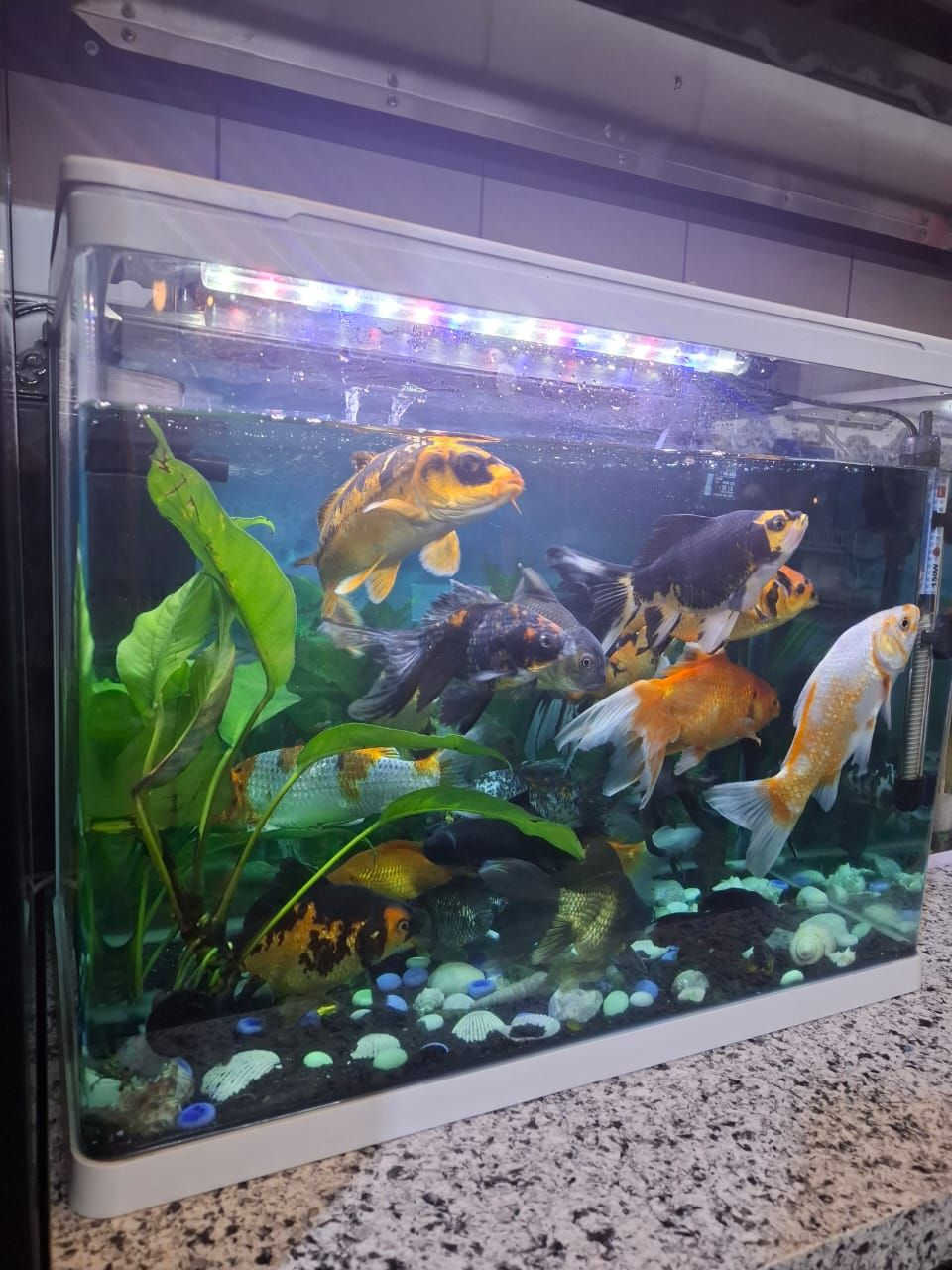 حوض اسماك حجم ٦٠ سم العرض والارتفاع ٤٨  هيتر وفلتر سقفي والزينه ماته كلها وياه من عدى الاسماك مكاني بغداد عامريه للاتصال *********** متواجد واتس اب فقط
