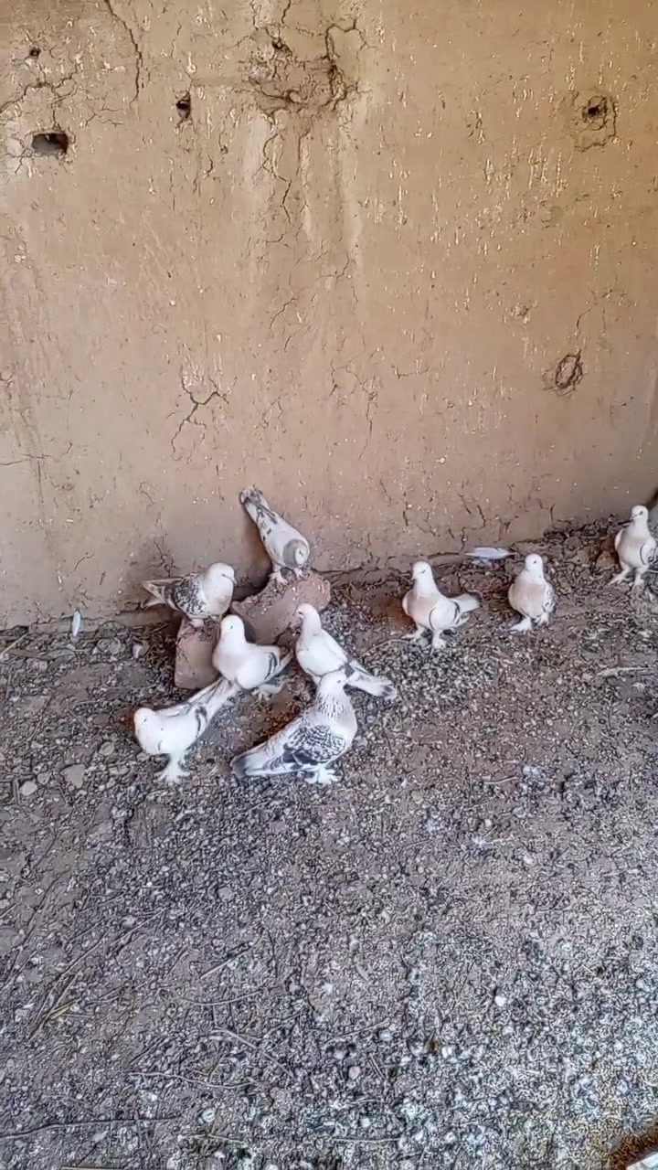 سلام عليكم صوابين البيع العدد 10 كلهم أزواج بس بيهم زوج مخلف بيهم مبيض وبيهم على مبياض ابيع شلع سعر الزوج 20قفل مكاني النمرود


**إذا كنت صاحب هذا الإعلان وتريد حذفه لأي سبب، رجاءا أرسل رسالة إلى الدعم الفني**