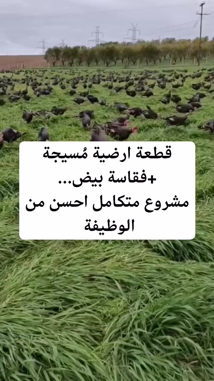 قطعة ارضية مُسيجة
+فقاسة بيض...
مشروع متكامل احسن من الوظيفة


**إذا كنت صاحب هذا الإعلان وتريد حذفه لأي سبب، رجاءا أرسل رسالة إلى الدعم الفني**