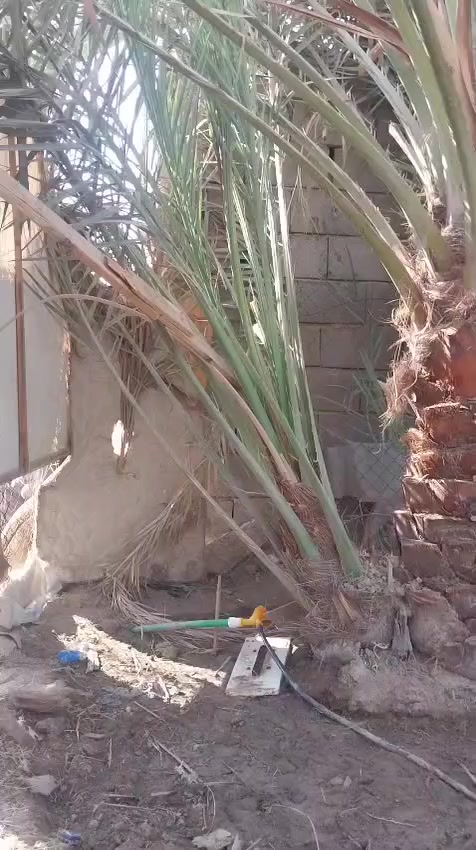 افراخ برحي حر البيع حمالات العنوان بصره شط العرب الفيحاء ***********
