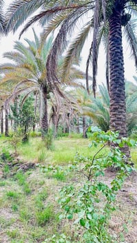 طابو زراعي • ٢٠٠٠م • بغداد كربلاء ٣٠١