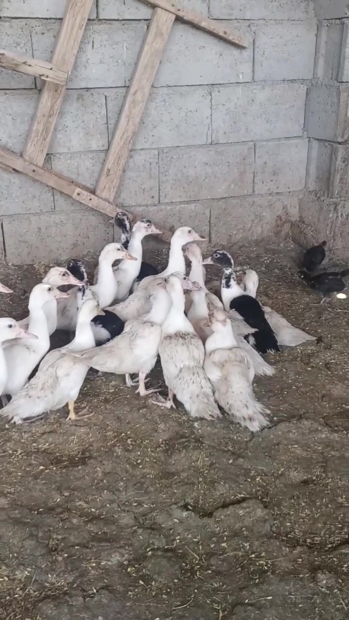 بط مصري للبيع العدد 18 موقع مفرق الحمدانيه مراسله الصفحه الشخصيه


**إذا كنت صاحب هذا الإعلان وتريد حذفه لأي سبب، رجاءا أرسل رسالة إلى الدعم الفني**