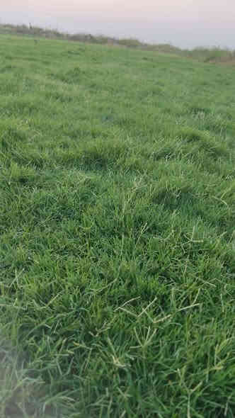 أهلاً بكم في مجموعه مزارع ديالى لثيل الهندي الطبيعي 🌿🌱

 نقدم لكم افضل انوع الثيل الطبيعي عالي الجوده يتحمل كافه الضروف البيئية.🌦️🌞

دائم الخضرة🌿🌳 وباسعار تنافسيه وعروض مميزة ☘️❤️

#مستعدون لتجهيز وفرش الحدائق🏡 ودوائر الدولة🏡والمنازل🏡🏡

و تجهيز الملاعب🏟️ والمنتزهات بانسب الاسعار مع ضمان الجودة العالية في العمل👷👷

مع خدمة التوصيل خلال24ساعه🚛🚛

الاسعار 💵💸 تختلف حسب الكمية 

للاستفسار الاتصال على : 

او التواصل مع الصفحه عن طريق ارسال رسالة على الوتساب او الاتصال📞‏‪***********
