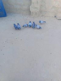 ٣ زواجل • فحل مفرد • ناحية اربيضه