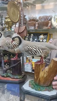 سامراء • توصيل كل المحافظات • توصيل دولي